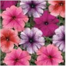 Neysastore PETUNIA MULTIFLORA VEINED MIX 50 FRESH SEEDS