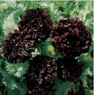 Neysastore PEONY POPPY BLACK FLOWER SEEDS 100 FRESH SEEDS