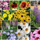 Neysastore 200 MIXED WILDFLOWER SEEDS