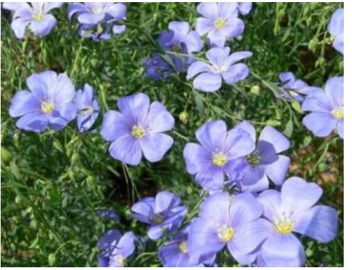 Neysastore BLUE LEWISII FLAX 100 FRESH SEEDS
