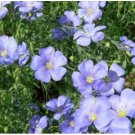 Neysastore BLUE LEWISII FLAX 100 FRESH SEEDS