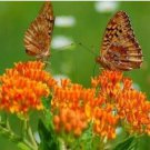 Neysastore BUTTERFLY WEED 25 FRESH SEEDS