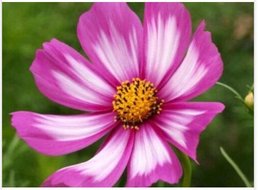 Neysastore COSMOS CANDYSTRIPE 30 FRESH FLOWER SEEDS