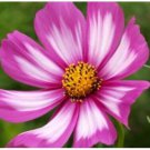 Neysastore COSMOS CANDYSTRIPE 30 FRESH FLOWER SEEDS
