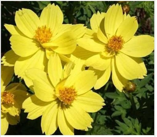 Neysastore COSMOS DWARF LEMON 30 FRESH FLOWER SEEDS