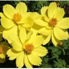 Neysastore COSMOS DWARF LEMON 30 FRESH FLOWER SEEDS