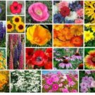 Neysastore 200 MIXED WILDFLOWER ALL PERENNIAL SEEDS