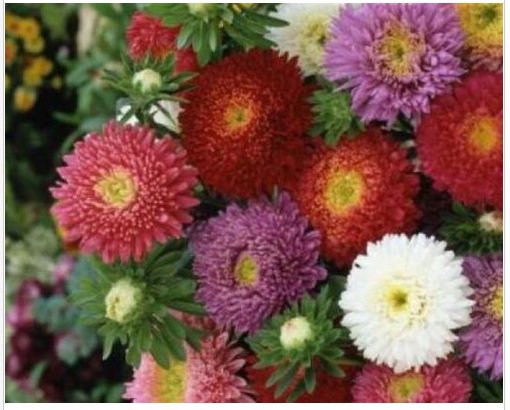 Neysastore CHINA ASTER POWDERPUFF MIX 50 SEEDS