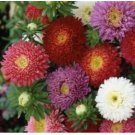 Neysastore CHINA ASTER POWDERPUFF MIX 50 SEEDS
