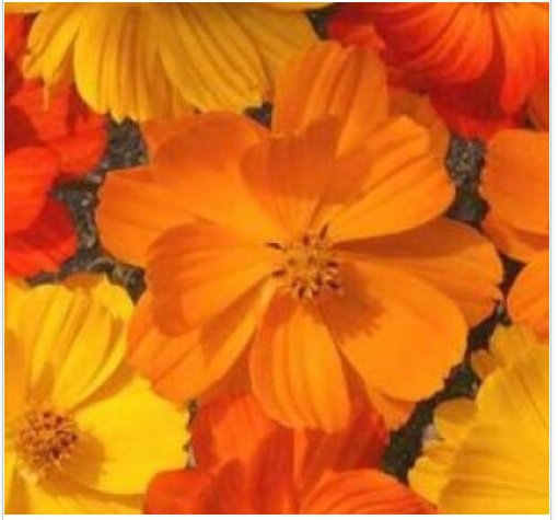 Neysastore COSMOS BRIGHT LIGHTS MIX 30 FRESH FLOWER SEEDS