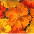 Neysastore COSMOS BRIGHT LIGHTS MIX 30 FRESH FLOWER SEEDS