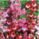 Neysastore PENSTEMON HARTWEGII SENSATION MIX 40 FRESH FLOWER SEEDS
