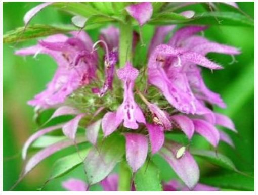 Neysastore LEMON MINT FLOWER 100 FRESH SEEDS