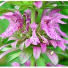 Neysastore LEMON MINT FLOWER 100 FRESH SEEDS