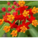 Neysastore BLOODFLOWER SUNSET FLOWER MEXICAN MILKWEED 50 FRESH SEEDS