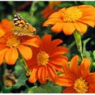 Neysastore MEXICAN TORCH SUNFLOWER 25 FRESH SEEDS