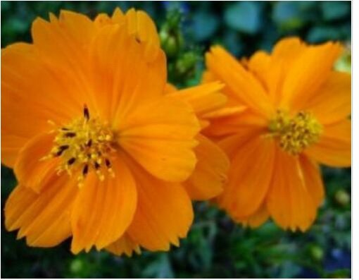Neysastore COSMOS ORANGE 30 FRESH FLOWER SEEDS