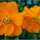 Neysastore COSMOS ORANGE 30 FRESH FLOWER SEEDS