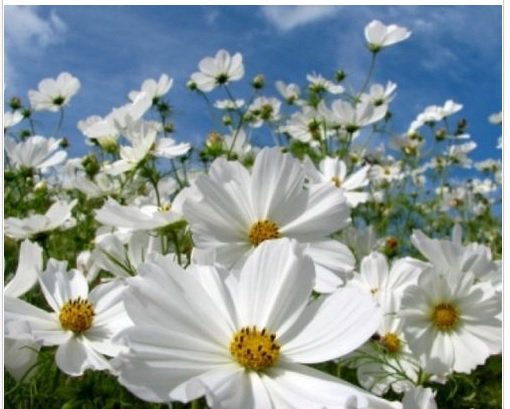 Neysastore COSMOS PURITY 30 FRESH FLOWER SEEDS