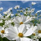 Neysastore COSMOS PURITY 30 FRESH FLOWER SEEDS