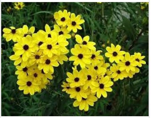 Neysastore COREOPSIS GOLDEN WAVE TICKSEED 100 FRESH SEEDS