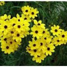 Neysastore COREOPSIS GOLDEN WAVE TICKSEED 100 FRESH SEEDS