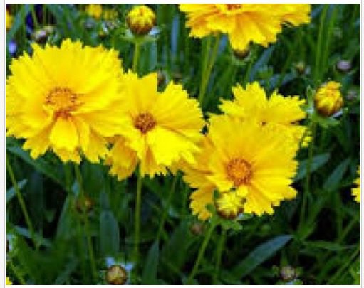 Neysastore COREOPSIS GRANDIFLORA TEXAS 100 FRESH SEEDS