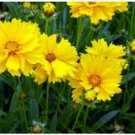 Neysastore COREOPSIS GRANDIFLORA TEXAS 100 FRESH SEEDS