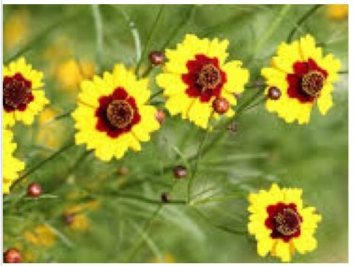 Neysastore COREOPSIS DWARF PLAINS 100 FRESH SEEDS