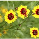 Neysastore COREOPSIS DWARF PLAINS 100 FRESH SEEDS