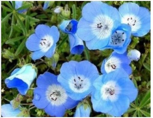 Neysastore BABY BLUE EYES 100 FRESH SEEDS