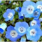 Neysastore BABY BLUE EYES 100 FRESH SEEDS