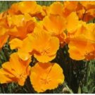 Neysastore 100 ORANGE POPPY FLOWER SEEDS
