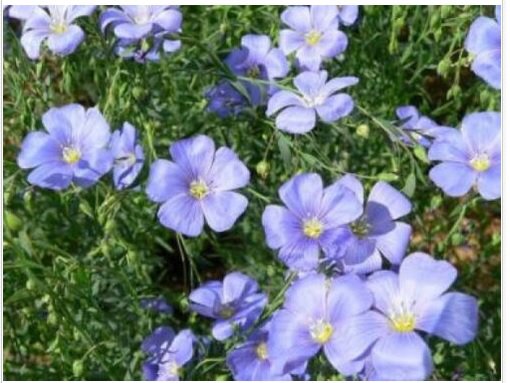 Neysastore BLUE FLAX 100 FRESH SEEDS