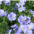 Neysastore BLUE FLAX 100 FRESH SEEDS