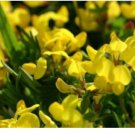 Neysastore BIRD'S FOOT TREFOIL 100 FRESH SEEDS