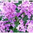 Neysastore DAME'S ROCKET SEEDS VIOLET 100 FRESH SEEDS