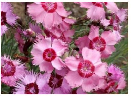 Neysastore COTTAGE PINKS SEEDS 50 FRESH SEEDS