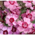 Neysastore COTTAGE PINKS SEEDS 50 FRESH SEEDS