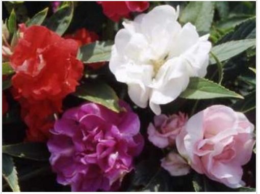 Neysastore IMPATIENS TOM THUMB MIX FLOWER 25 SEEDS