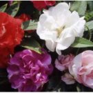 Neysastore IMPATIENS TOM THUMB MIX FLOWER 25 SEEDS