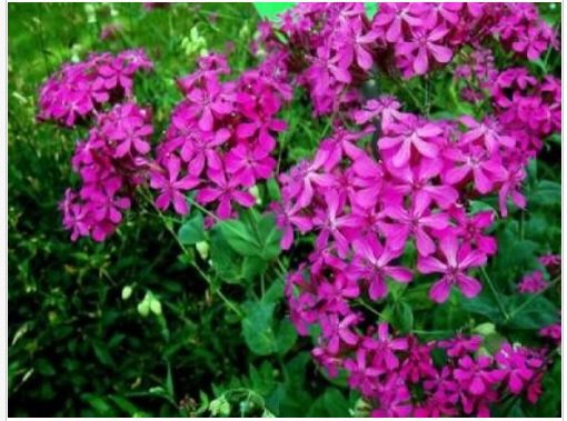 Neysastore CATCHFLY FLOWER 100 FRESH SEEDS