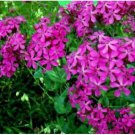 Neysastore CATCHFLY FLOWER 100 FRESH SEEDS