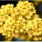 Neyastore ALYSSUM BASKET OF GOLD 50 FRESH FLOWER SEEDS