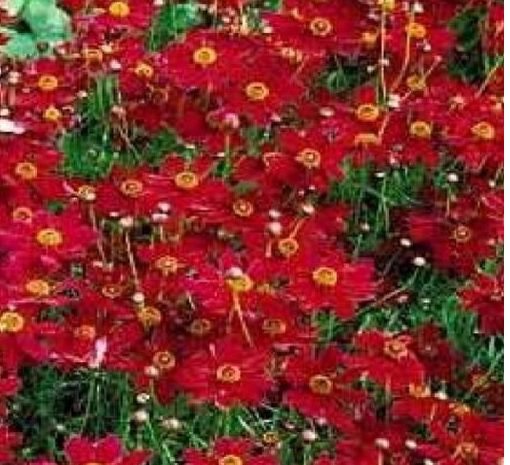 Neysastore PLAINS COREOPSIS TALL RED FLOWER 100 FRESH SEEDS