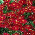 Neysastore PLAINS COREOPSIS TALL RED FLOWER 100 FRESH SEEDS