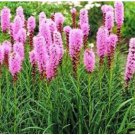 Neysastore GAYFEATHER BLAZING STAR FLOWER 25 SEEDS