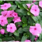 Neysastore 40+ Vinca Pink Periwinkle Flower Seeds