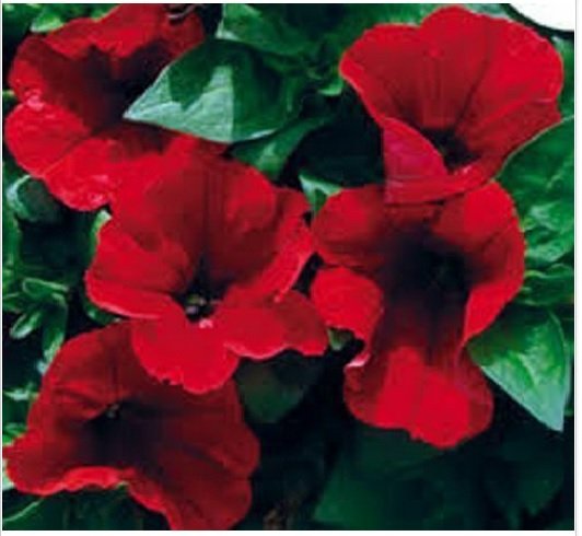 Neysastore 30+ PETUNIA STORM RED FLOWER SEEDS MIX  LONG LASTING ANNUAL