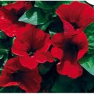 Neysastore 30+ PETUNIA STORM RED FLOWER SEEDS MIX  LONG LASTING ANNUAL